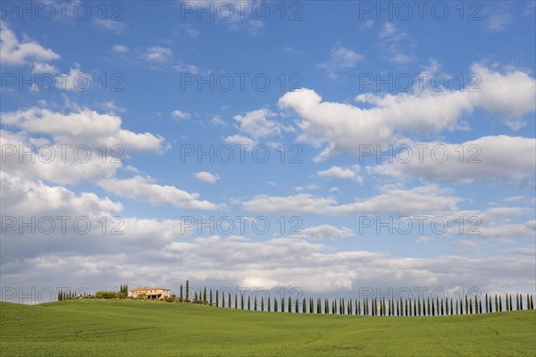 Country estate Poggio Covili with road lined with cypress trees