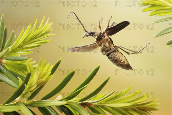 Stenocorus meridianus