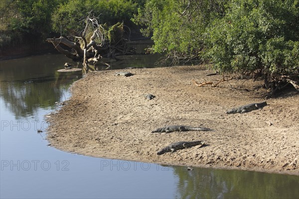 Nile crocodiles