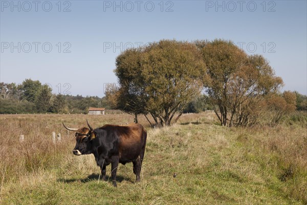Cattle