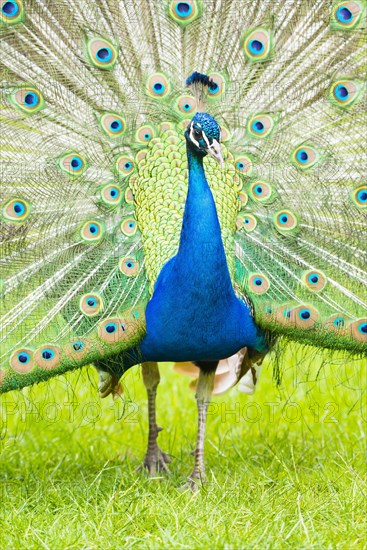 Blue Peafowl