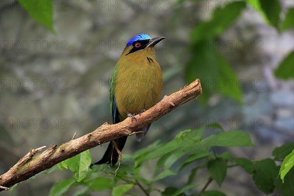 Blue-crowned motmot