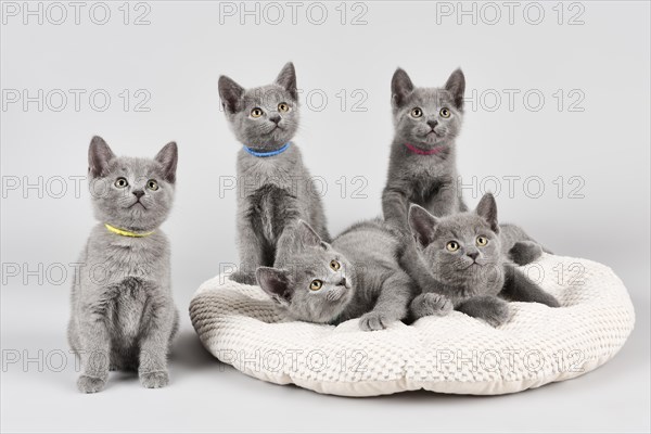 Russian Blue cats