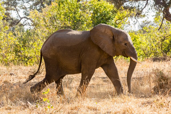 African Elephant
