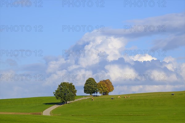 Country road through meadow landscape