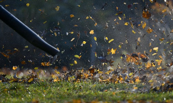 Leaf blower blows autumn leaves