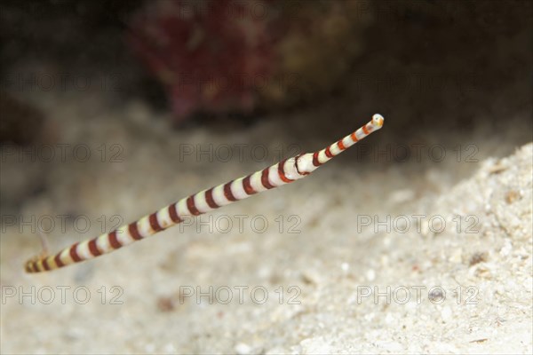 Banded pipefish