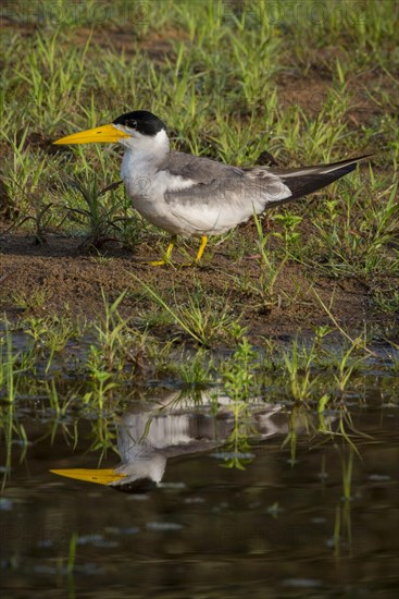 Large-billed tern
