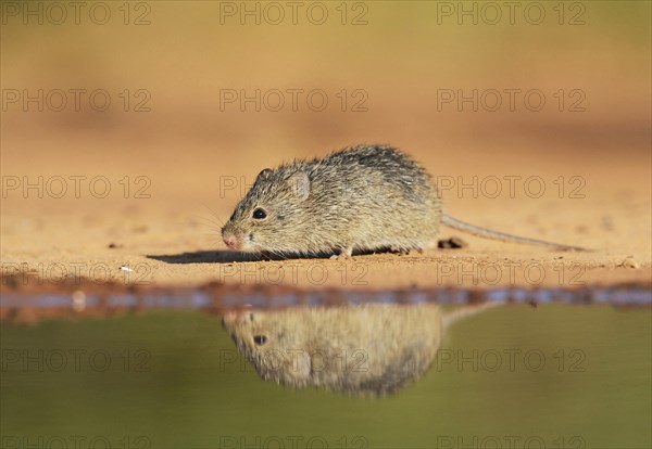 Hispid Cotton Rat