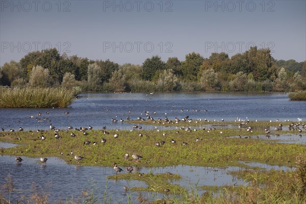 Birds and geese