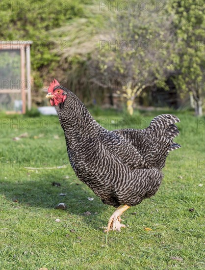 Black-white chicken