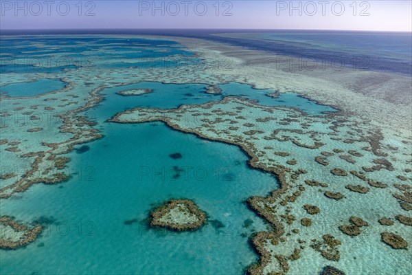Coral Reef