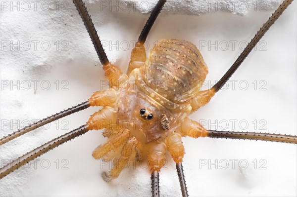 Harvestman
