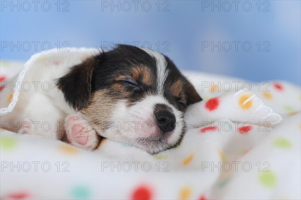 Jack Russell Terrier