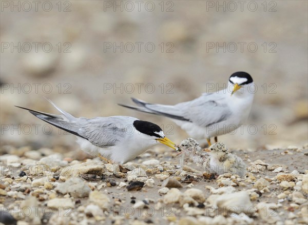 Least Tern