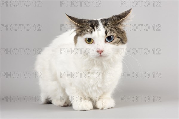 Pedigree cat Cymric
