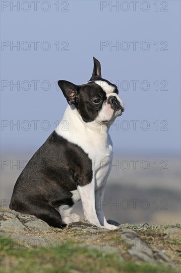 Boston Terrier