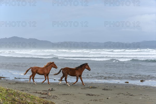 Horses at the beach