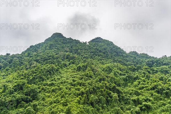 Evergreen rainforest