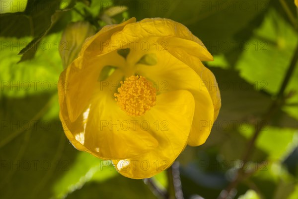 Yellow Indian mallow or velvetleaf