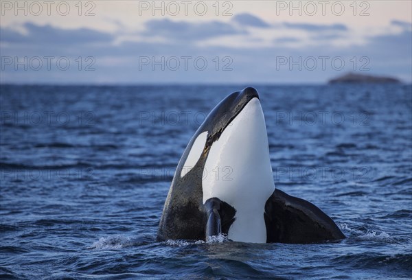 Orca or killer whale