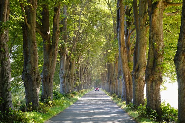 Linden avenue