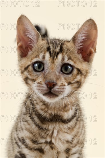 Breed cat Toyger