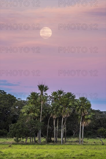 Landscape with moriche palm trees in the southern Pantanal