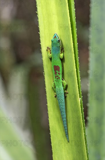 Lined day gecko