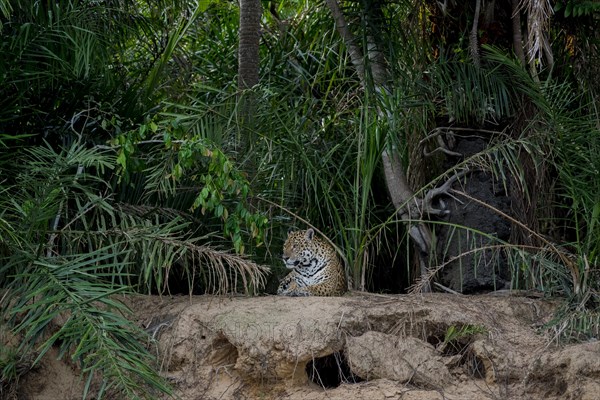 Jaguar