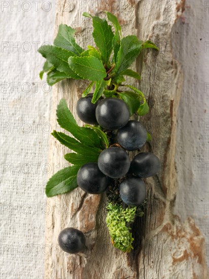 Fresh sloe berries from the blackthorn bush