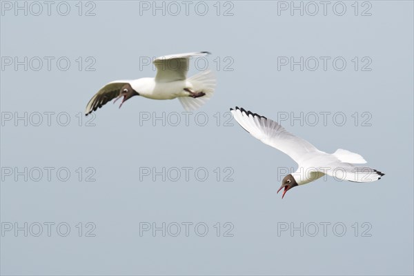 Black-headed gulls
