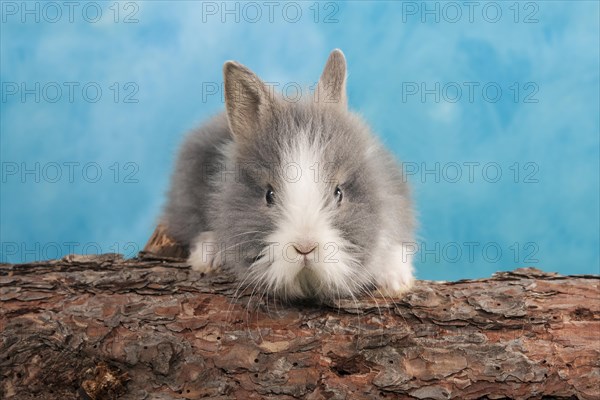 Young dwarf rabbit
