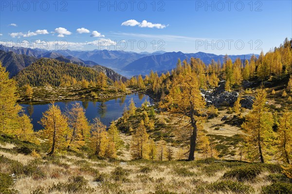 Larches