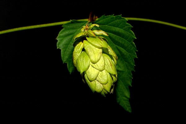 Common hop