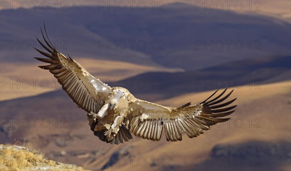 Cape Vulture