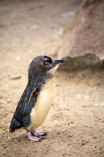 Little penguin