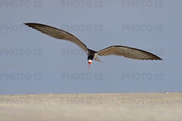 African skimmer