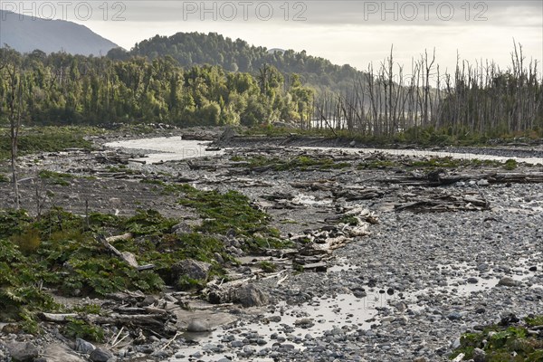 Trees dead due to the eruption of the Chaiten volcano at the riverbed