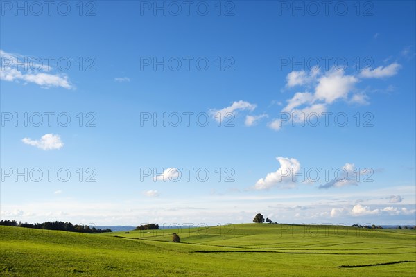 Meadows