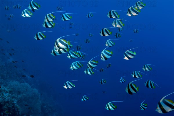 School of fish