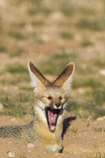 Cape Fox