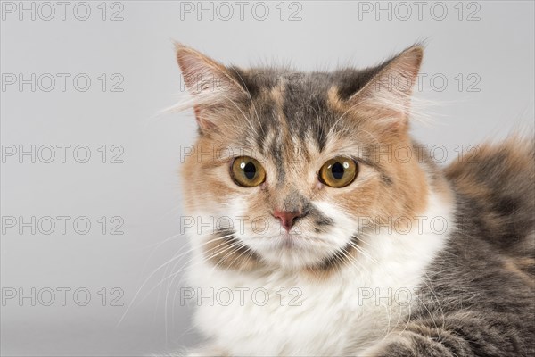 Pedigree cat Manx-Cymric