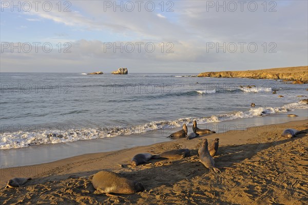 Northern Elephant Seals