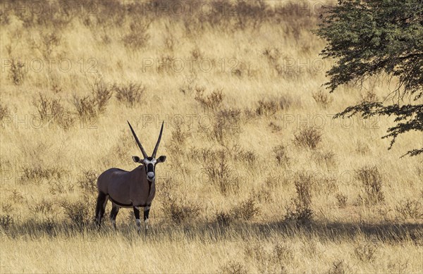 Gemsbok