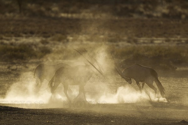 Gemsboks