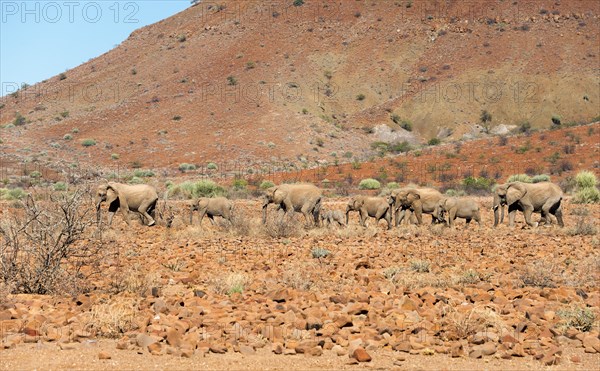African desert elephants