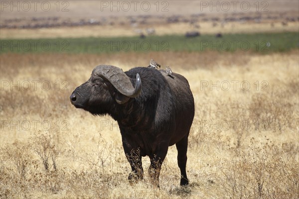 Cape buffalo