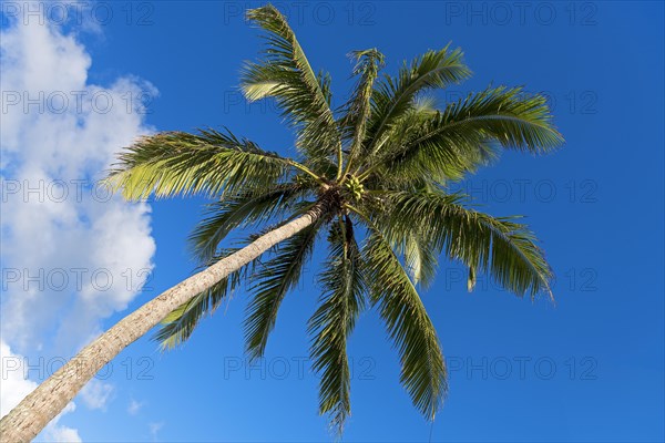 Coconut Palm