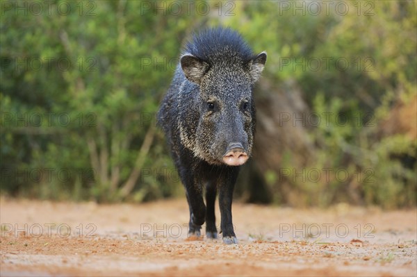 Collared Peccary
